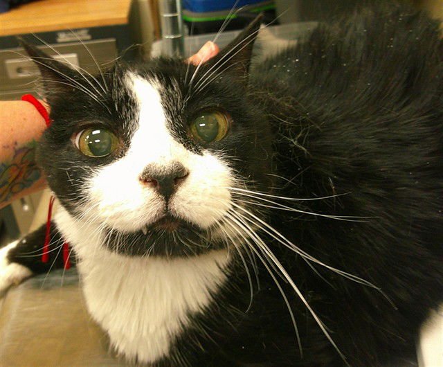 BABY BOY - Domestic Medium Hair available for adoption