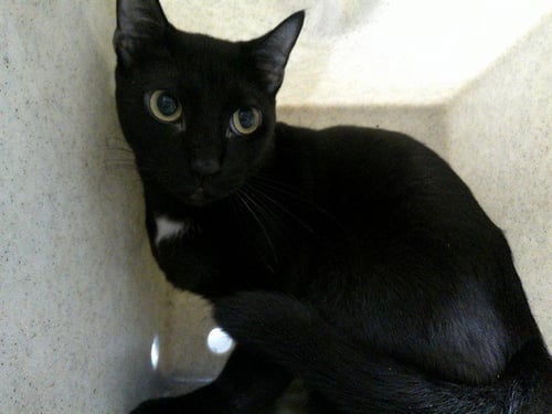 YOSHI - Domestic Short Hair available for adoption