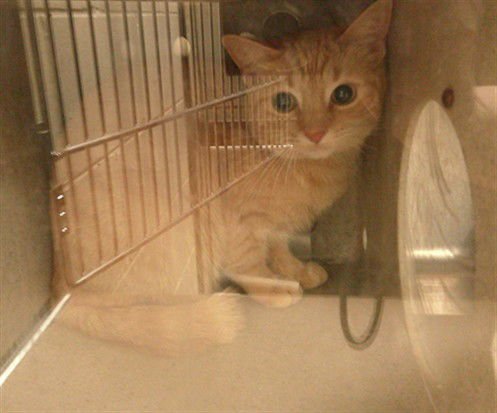 ARANCELLO - Domestic Short Hair available for adoption