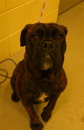 AMIRA - Bulldog available for adoption