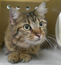 OLIVE - Photo 1