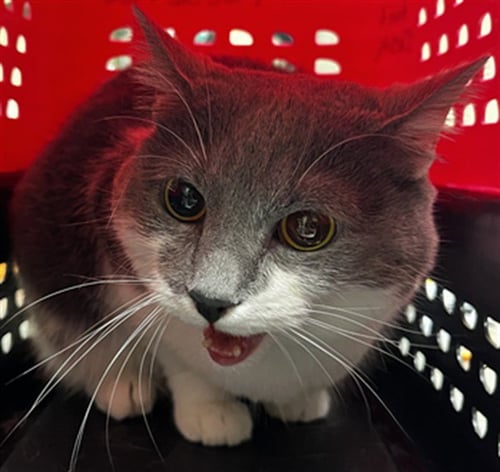 SNOW - Domestic Short Hair available for adoption