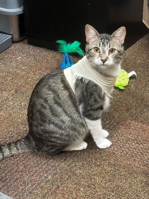 OSCAR - Domestic Short Hair available for adoption