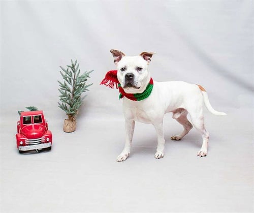 MEECHIE - American Bulldog available for adoption