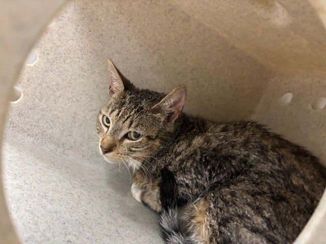 ZAPPOLI - Domestic Short Hair available for adoption