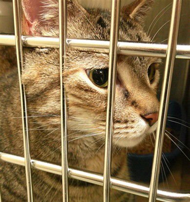 TISBY - Domestic Short Hair available for adoption