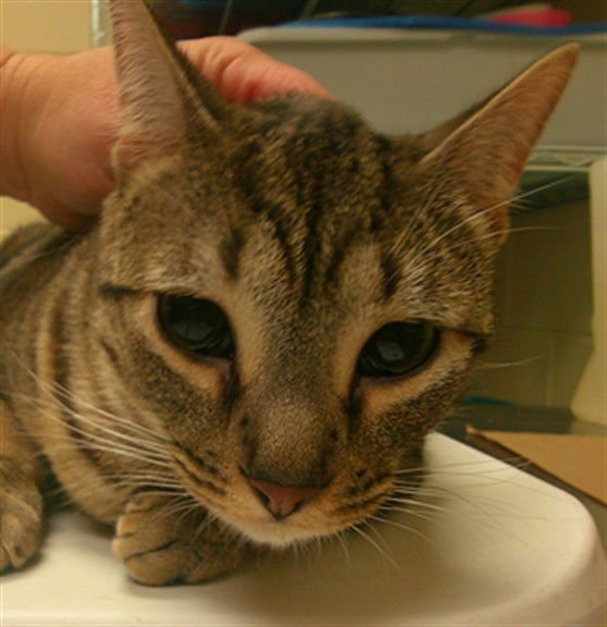 ARYA - Domestic Short Hair available for adoption