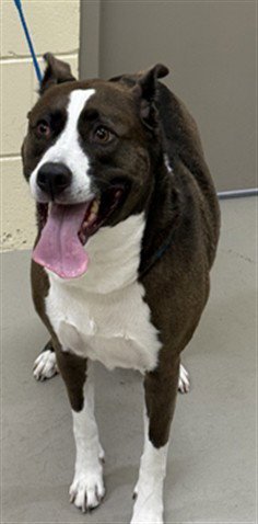 KIKI - Terrier available for adoption