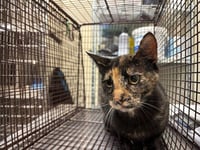 WORKING CAT - Photo 1
