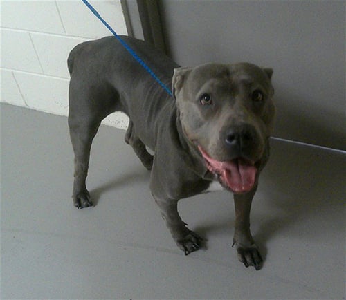 NINA - American Staffordshire Terrier available for adoption