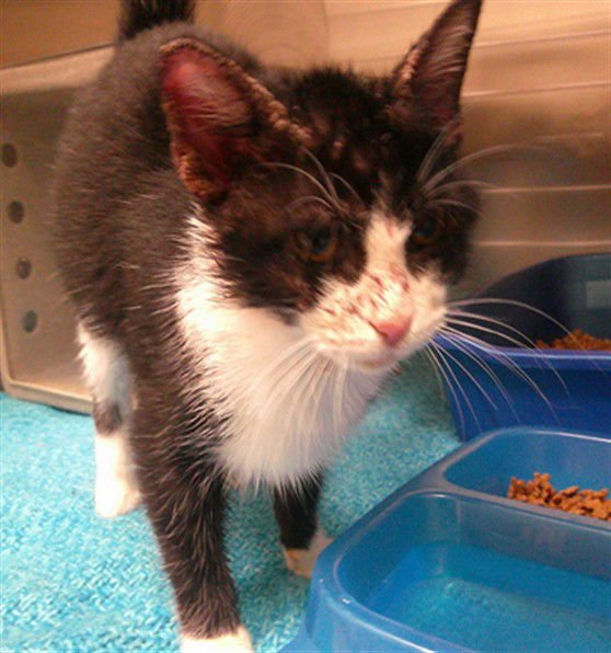 BERMUDA - Domestic Short Hair available for adoption