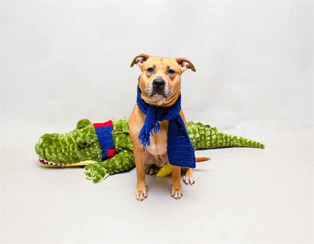 VAN HALEN - Staffordshire Bull Terrier / Black Mouth Cur available for adoption