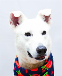 FINNIGAN - Photo 1