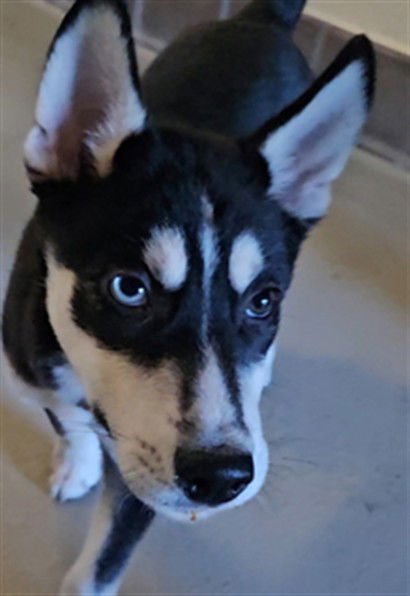 BARRY - Siberian Husky available for adoption