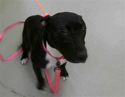 CANDY LU - Labrador Retriever available for adoption