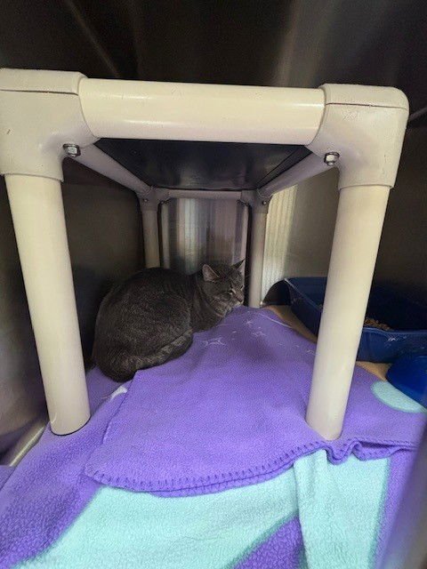 HANSON - Domestic Short Hair available for adoption