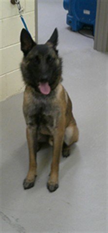 TRIGGER - Belgian Shepherd Malinois available for adoption