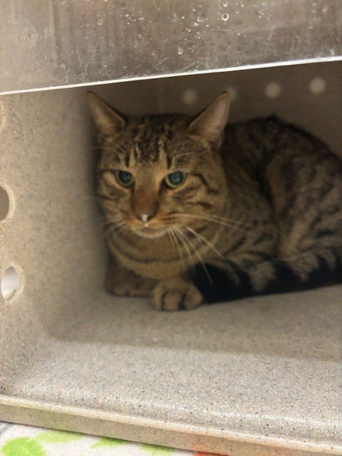 BENTLEY - Domestic Short Hair available for adoption