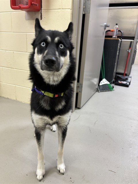 ATABAE - Siberian Husky available for adoption