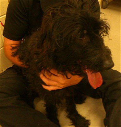 BALI - Poodle (Standard) available for adoption