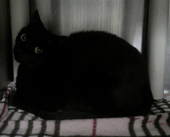 BELLA - Domestic Short Hair available for adoption