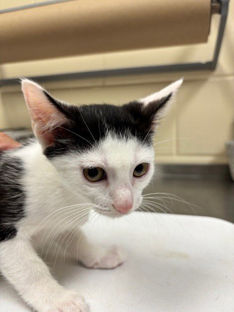 BOOSEY - Domestic Short Hair available for adoption