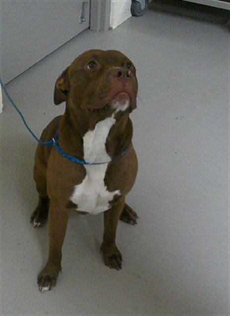 BRONX - Terrier available for adoption