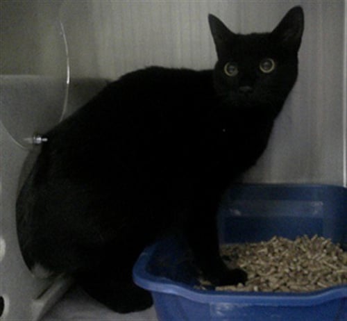 WEDNESDAY - Domestic Short Hair available for adoption