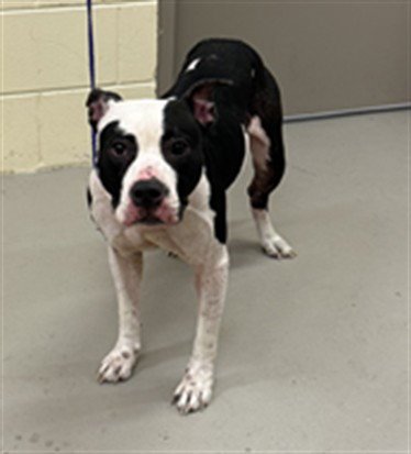 NANI - Terrier available for adoption