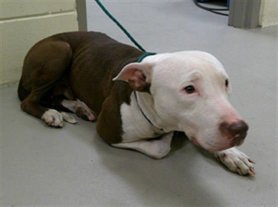 ATOMICA - Terrier available for adoption