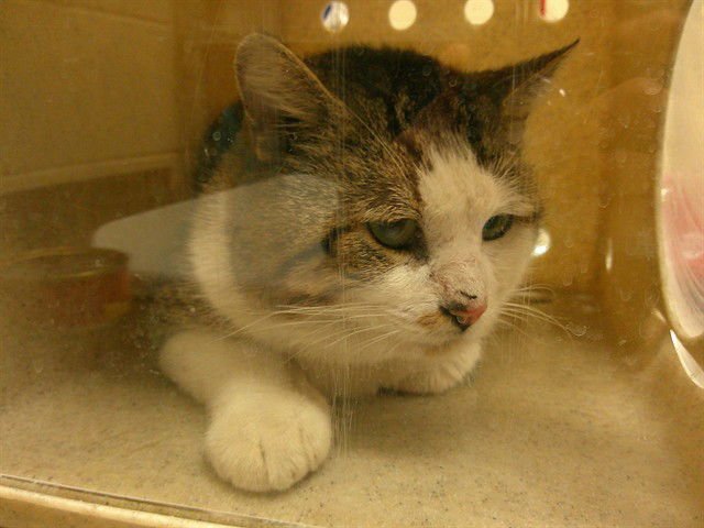 BOBBY - Domestic Short Hair available for adoption