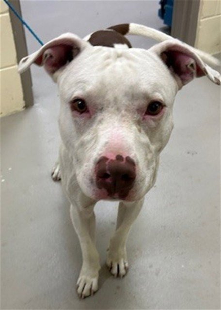 DENNY - Pit Bull Terrier available for adoption