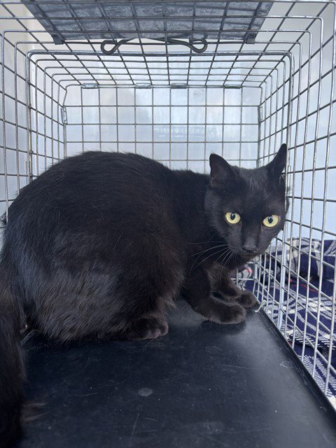 WORKING CAT - Domestic Short Hair available for adoption