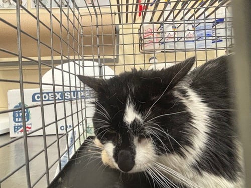 OREO - Domestic Short Hair available for adoption