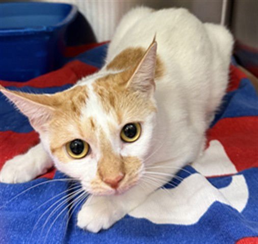 TIGRESS - Domestic Short Hair available for adoption