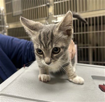 ABALONE - Domestic Short Hair available for adoption