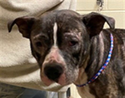 OSCAR - Cane Corso Mastiff available for adoption