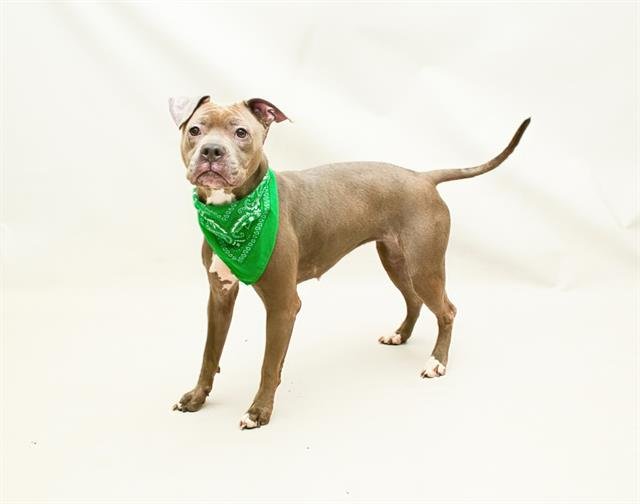 CHLOE - Terrier available for adoption