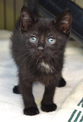 DUKE - Domestic Short Hair available for adoption