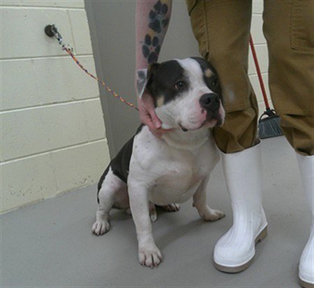 DUMPLING - American Staffordshire Terrier available for adoption