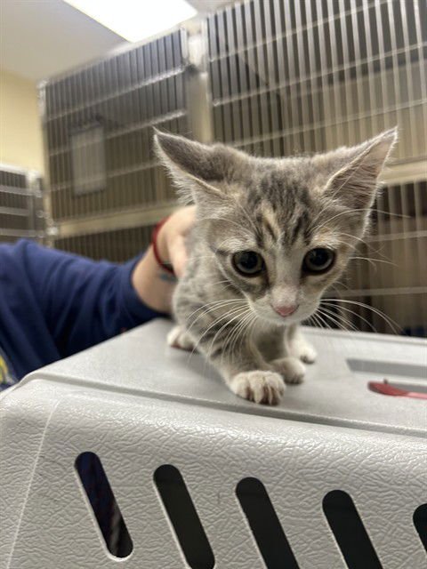 NETTLE - Domestic Short Hair available for adoption