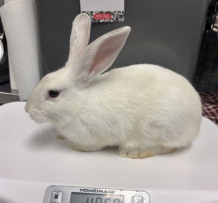MCFLURRY - Shorthaired Rabbit available for adoption