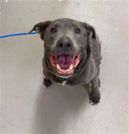COOPER - Labrador Retriever available for adoption