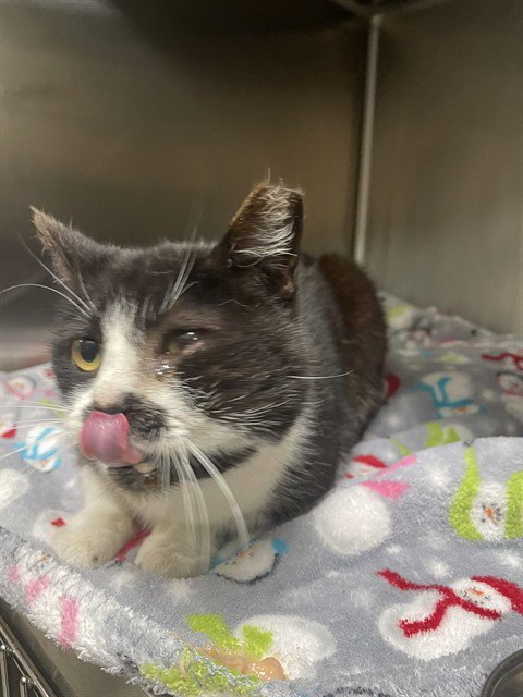 BLUEBERRY - Domestic Short Hair available for adoption