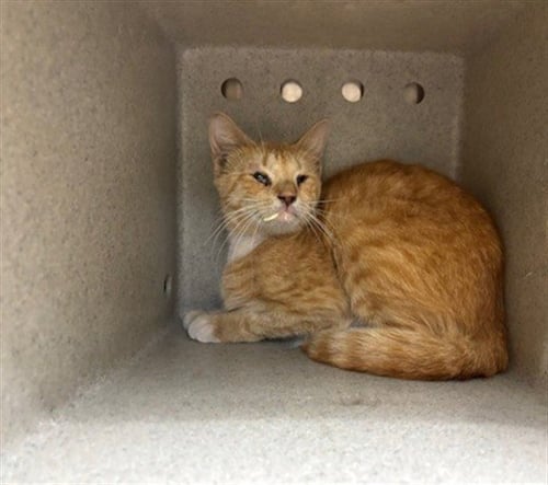 JINORA - Domestic Short Hair available for adoption