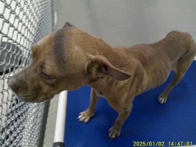 VICKI - Boxer available for adoption