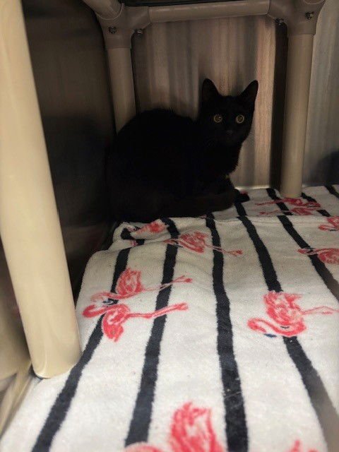 WHISKERS - Domestic Short Hair available for adoption