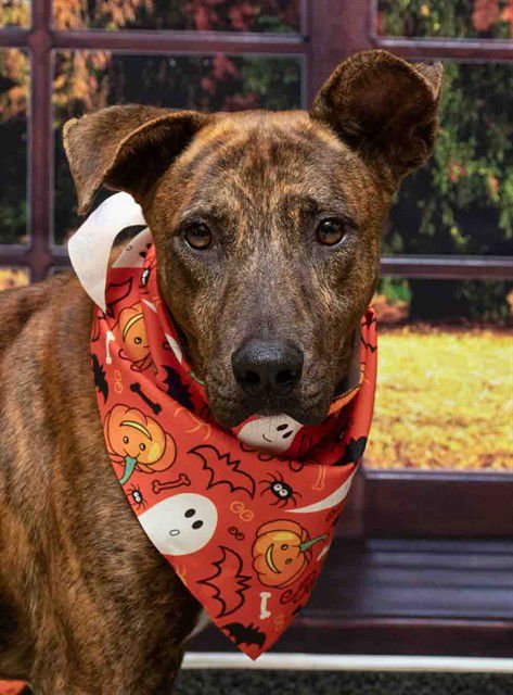 RAFI - Hound available for adoption