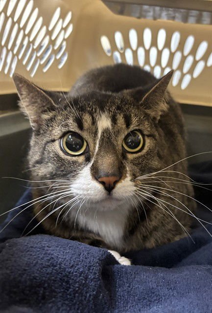 LILY - Domestic Short Hair available for adoption