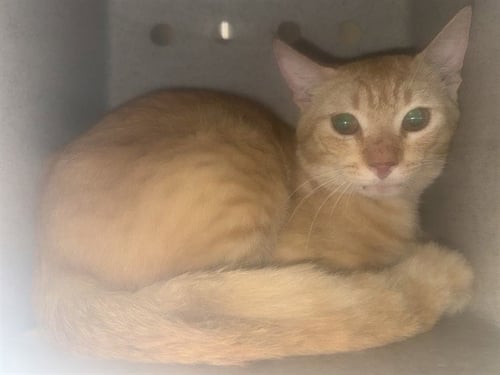 CHEEZ-IT - Domestic Short Hair available for adoption